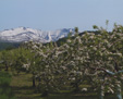 満開の春（りんごの花）